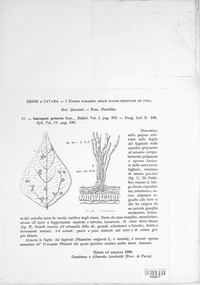 Pseudocercospora griseola image